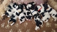 CHIOT